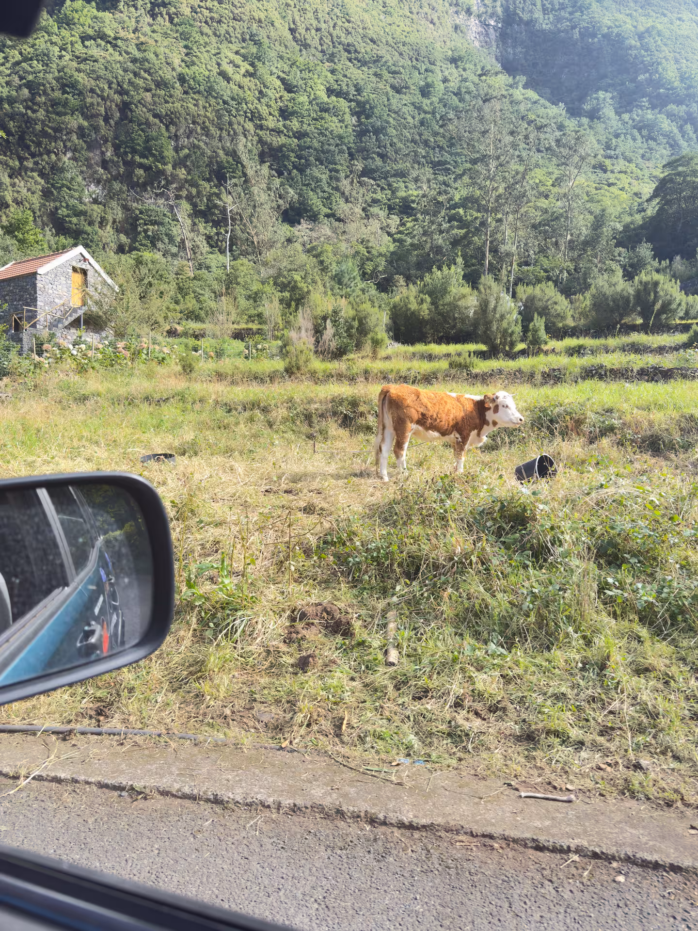 Cow grazing in a green mountain valley beside the 4x4 route on the North Wonders off-road experience tour