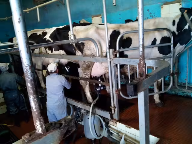 Farmer milking cows at a traditional Madeira Island dairy farm featured in the green agriculture tour