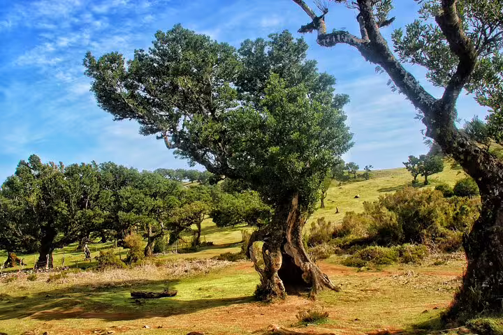 Explore the lush, ancient laurel forests of Fanal, Madeira, on an open-top jeep tour showcasing enchanting landscapes and UNESCO heritage.