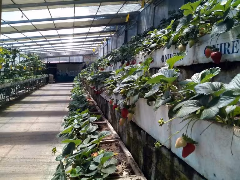 Fresh strawberries growing in a greenhouse during a Madeira Island local farm visit and tasting tour