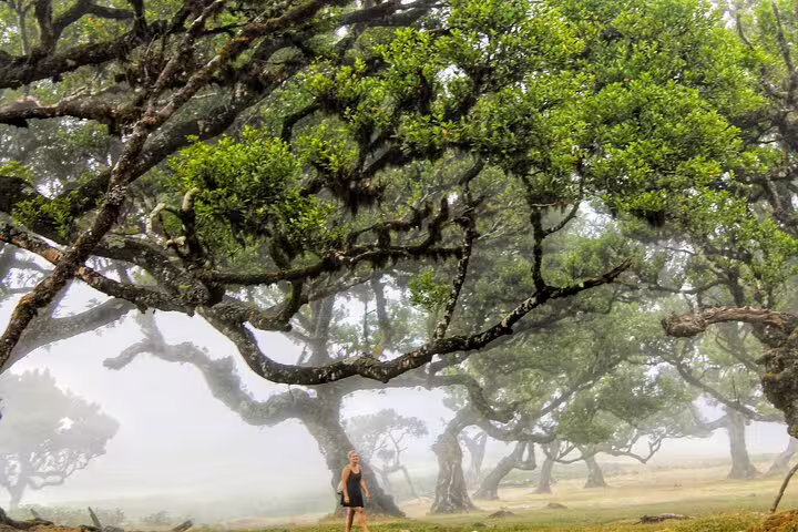 Lush, misty forest in Madeira with ancient trees, perfect for exploring on a 4x4 tour through the northwest frontiers.