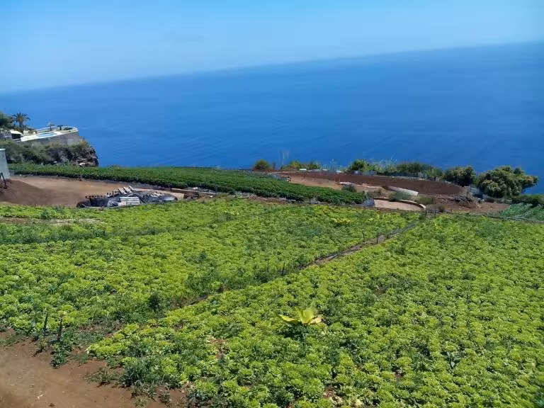 Lush green terraced farms overlooking the Atlantic Ocean on a Madeira Island green agriculture tour