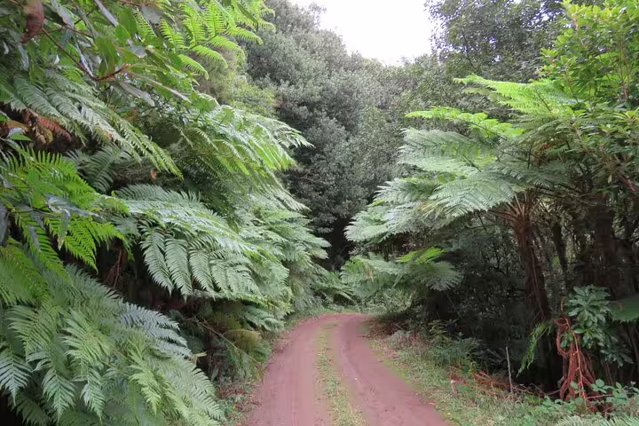 Lush green forest path in Madeira Islands, ideal for full day guided tours exploring scenic trails and nature adventures.