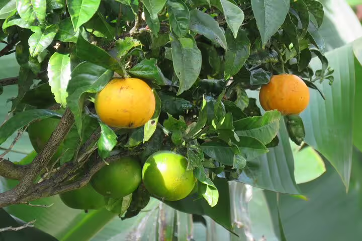 Vibrant oranges and lush green leaves on a tree in Madeira, showcasing the island's rich agricultural beauty on a guided tour.