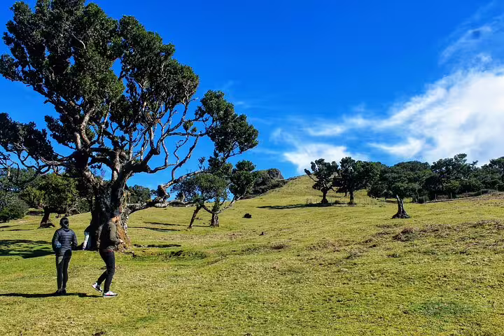 Explorers enjoy a scenic 4x4 tour through the lush, rolling hills of Madeira's northwest frontier under a vibrant blue sky.
