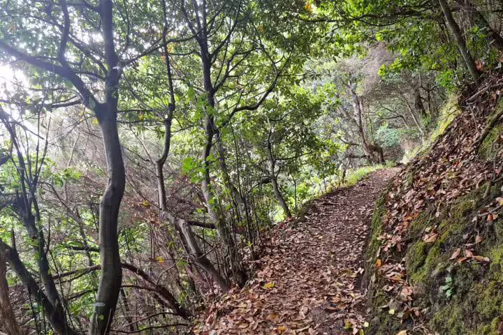 Scenic forest path on the Madeira Porto da Cruz to Machico hiking tour, surrounded by lush greenery and natural beauty.