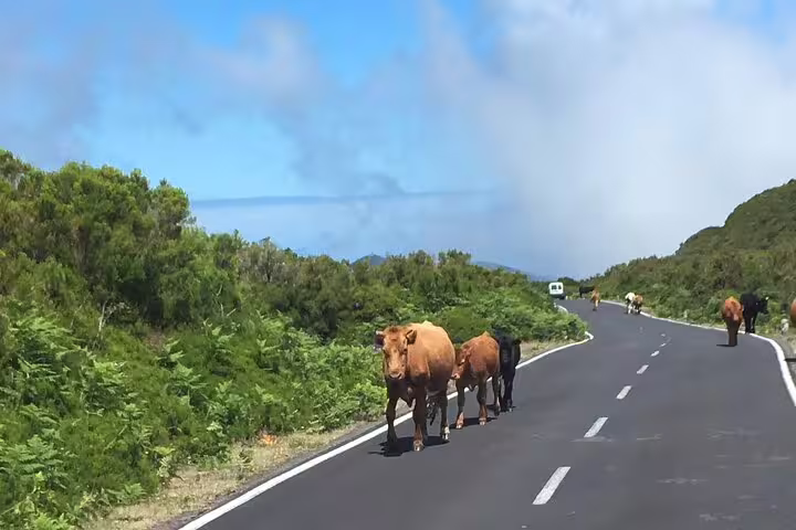 Cows wander along a scenic road in Madeira's lush landscape, ideal for an open-top jeep tour exploring Fanal and Enchanted Terraces.