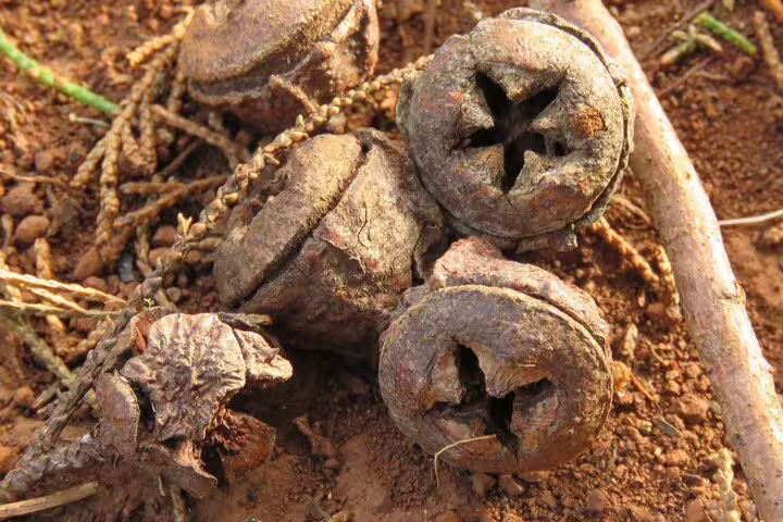 Close-up of rustic seed pods on Madeira soil, showcasing the island's unique flora during the Skywalk Wonders tour.