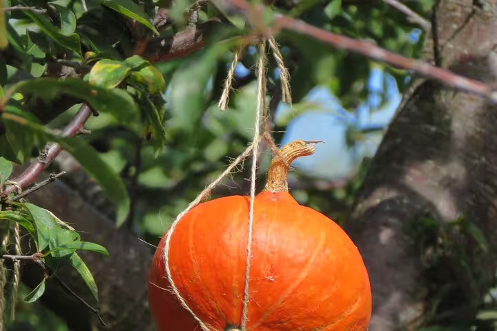 Vibrant pumpkin hanging among lush greenery on Madeira's scenic Wine & Cabo Girão Jeep Safari tour.