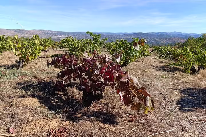 Lush vineyard in Madrid under a clear sky, ideal for a wine tasting tour with stunning landscape views.