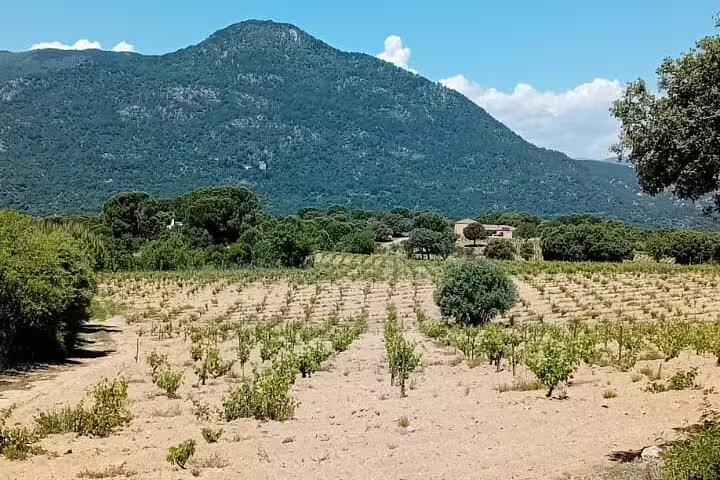 Scenic vineyard in Madrid with lush grapevines and a mountainous backdrop, ideal for wine tours and nature walks.