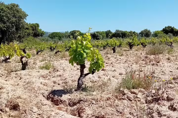 Lush vineyard under a clear blue sky, perfect for a Madrid Winery Tour with tasting and sommelier guide.
