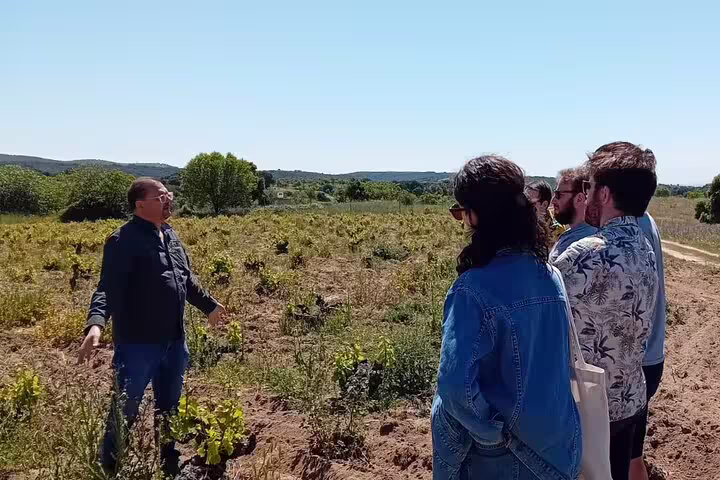 Sommelier guiding a group through a sunlit vineyard on the Madrid Winery Tour with tasting experience.