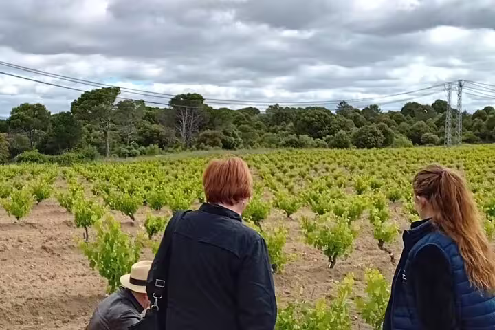 Visitors admire vibrant vineyard rows on a cloudy day, guided by a sommelier on a Madrid winery tasting tour.