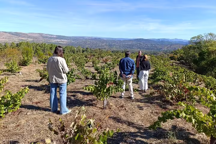 Tour group exploring expansive vineyards with scenic views on Madrid Winery Tour with sommelier guide.