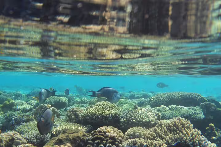 Colorful coral reef and tropical fish at Mahmya Island, Red Sea snorkeling tour from Hurghada Egypt