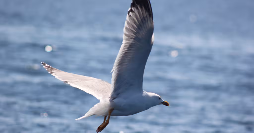 Majestic seagull soaring over the ocean on a sunny day, ideal for seabird watching tours.