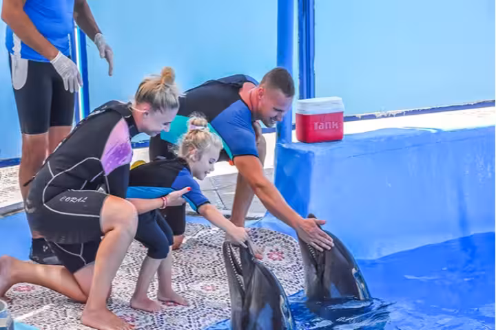 Family touching dolphins at Makadi Bay dolphin show with trainer assistance poolside