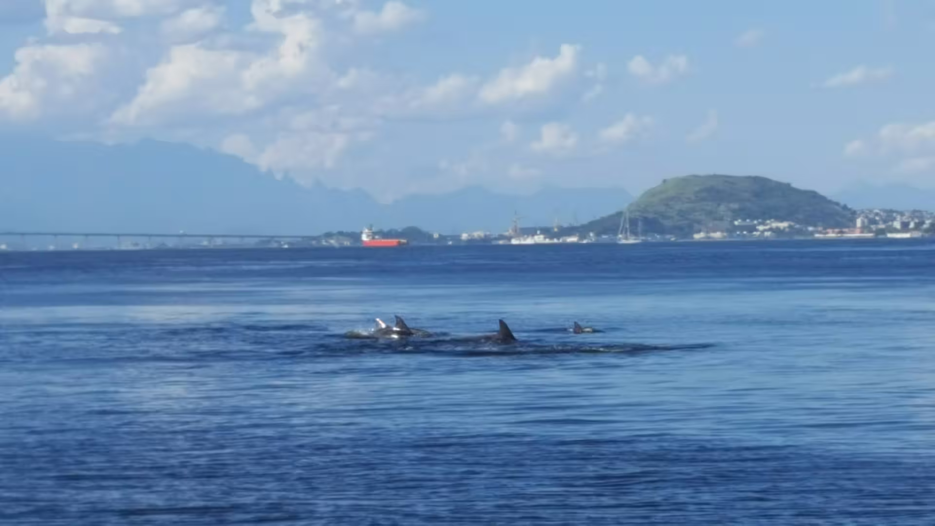 Dolphins swim near the boat during a Makani Maikai private sailing tour in scenic ocean waters.