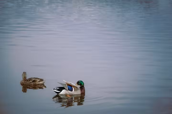 Two mallard ducks swimming on calm water in the Westfjords of Iceland