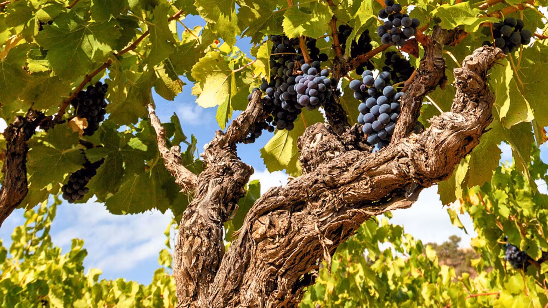 Close-up of ripe grapes on a vine in a sunny Mamoiada vineyard, illustrating the winemaking process.