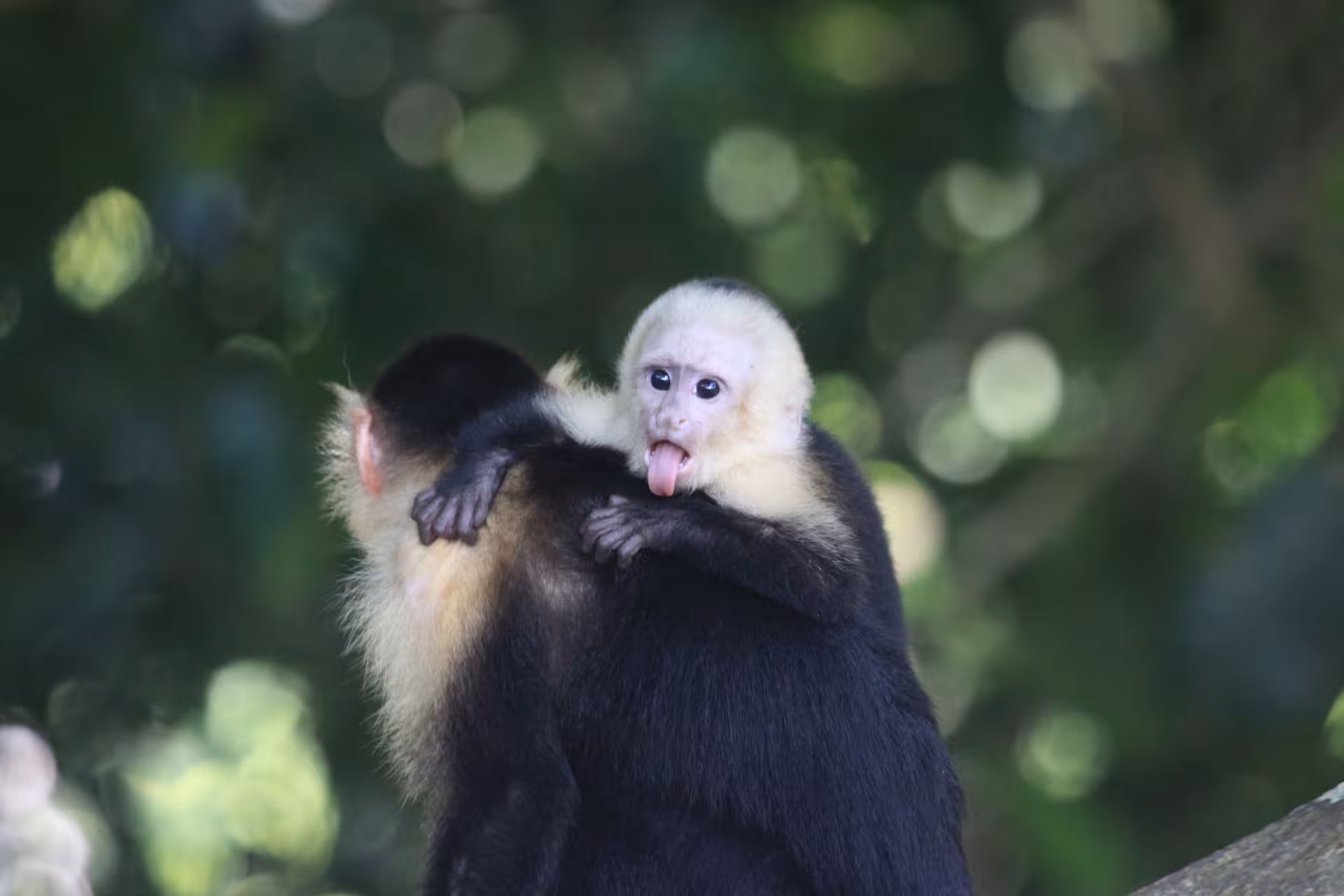 Mangrove monkey tour, mom and baby. Costa Rica