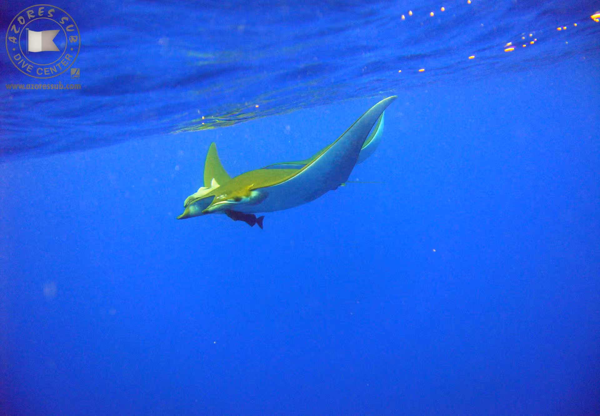 Manta ray gliding in clear blue ocean at Manta Blue Spot, Azores, a top snorkeling and diving tour