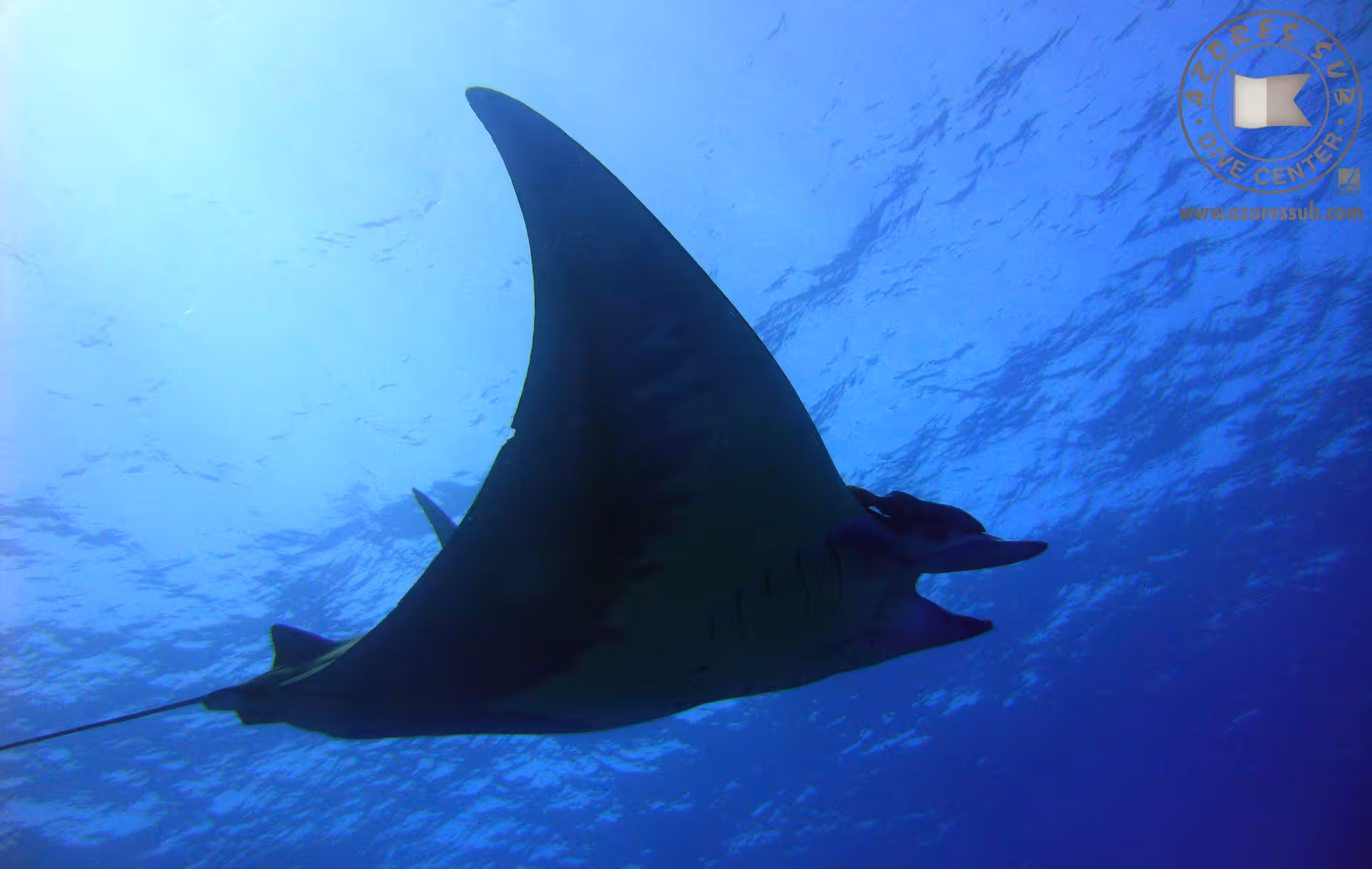 Silhouette of a manta ray near the surface on Manta Blue Spot, Azores underwater tour and scuba dive