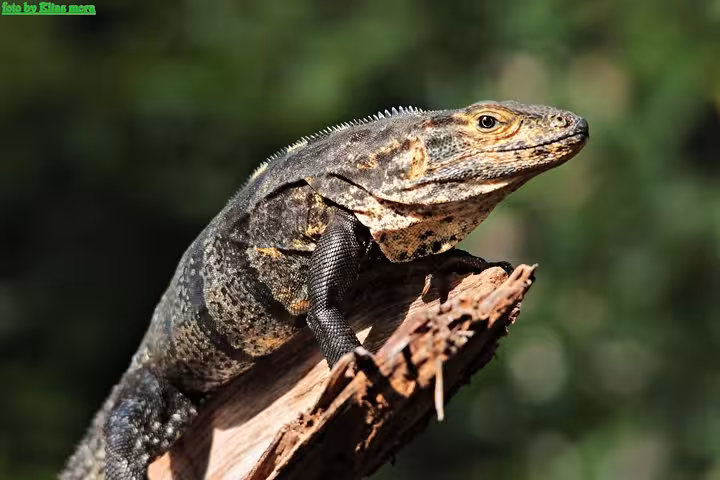 Close-up of an iguana basking on a tree branch in Manuel Antonio National Park, showcasing Costa Rica's diverse wildlife.