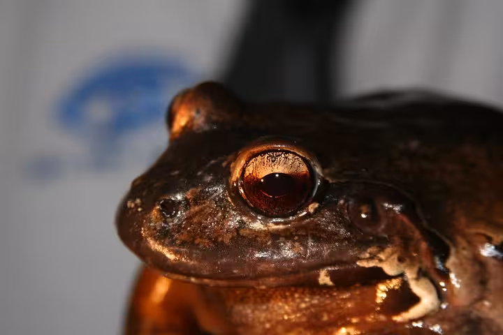 Detailed view of a frog's eye at night, highlighting the wildlife on the Manuel Antonio Jungle Night Tour.