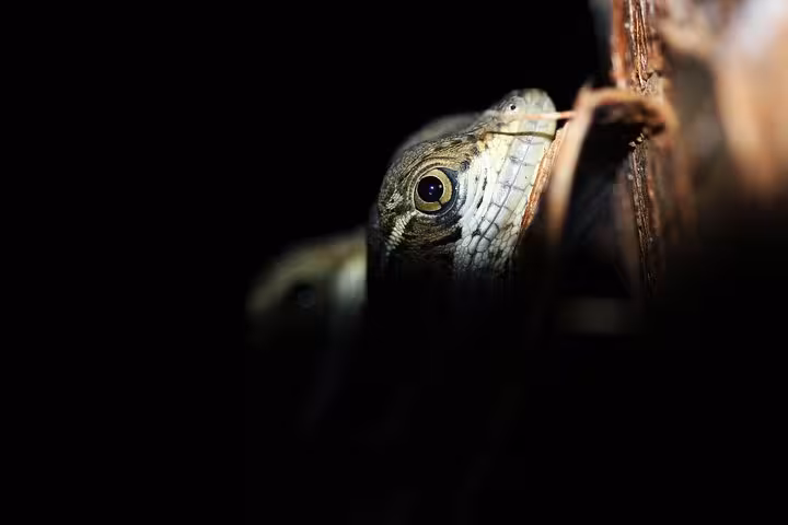 A curious lizard peeking from behind a tree, captured during the Manuel Antonio Jungle Night Tour, highlighting nocturnal wildlife.