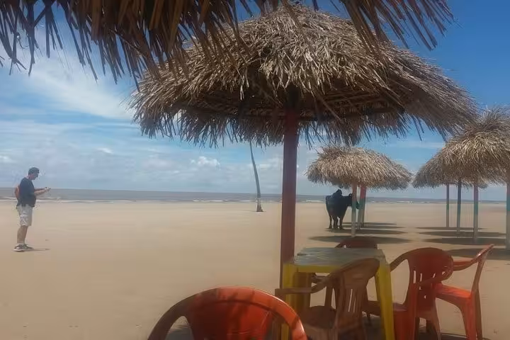 Beach huts and chairs on Marajó Island with buffalo in the distance, relaxing stop on a 2D1N tour