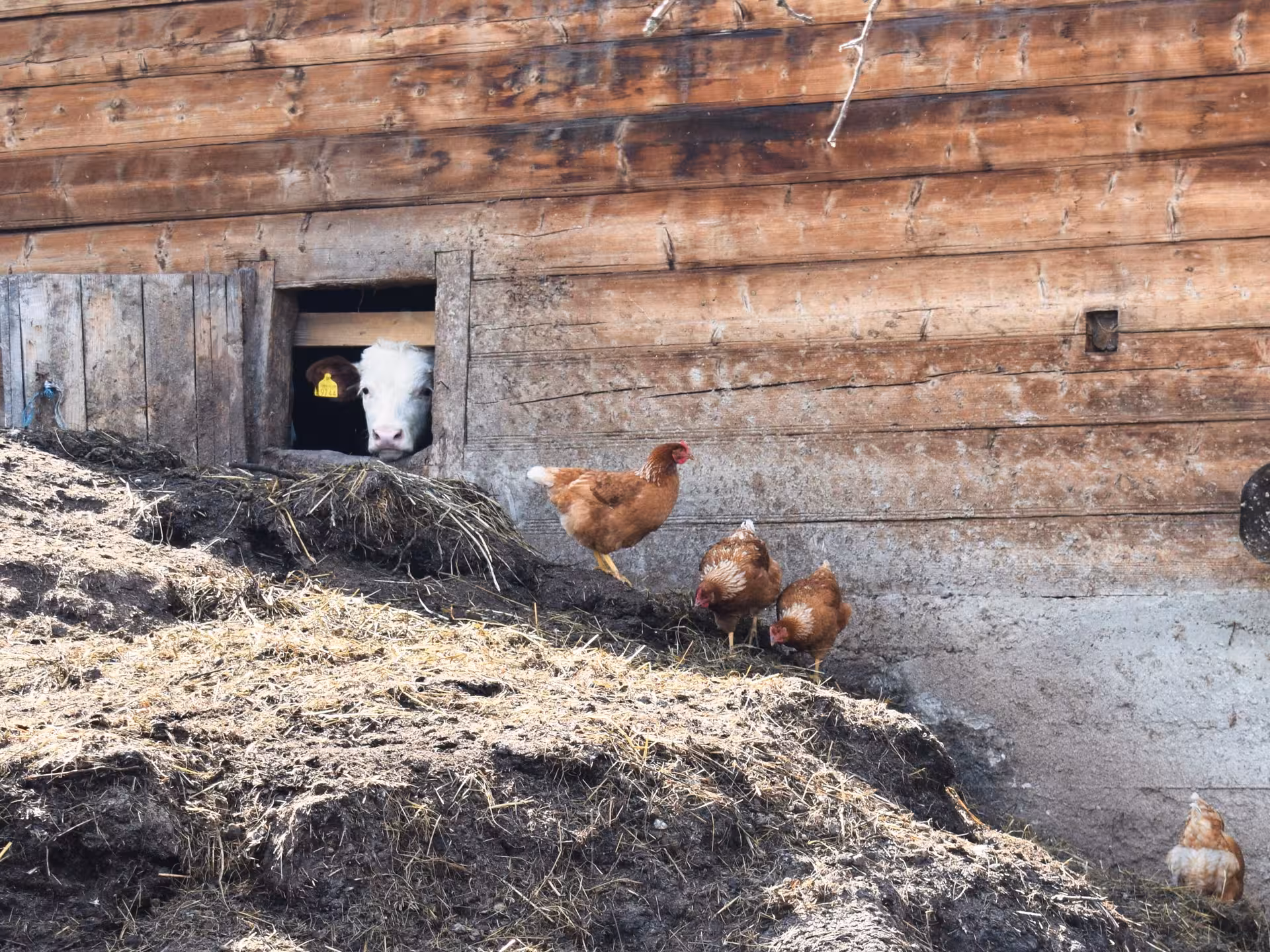 Cow peering through barn window with free-range hens foraging on straw and mud in Maramures farm