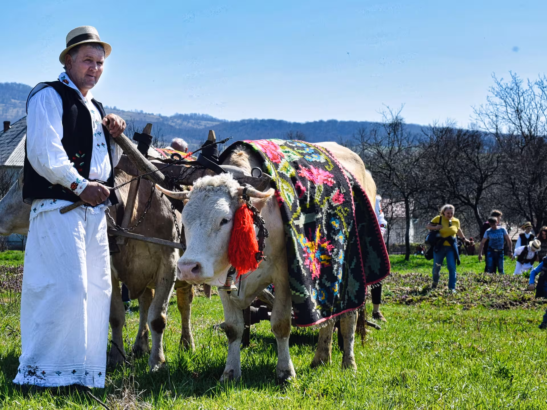 Traditional Maramures farmer in folk costume with decorated oxen during a cultural guided tour from Cluj