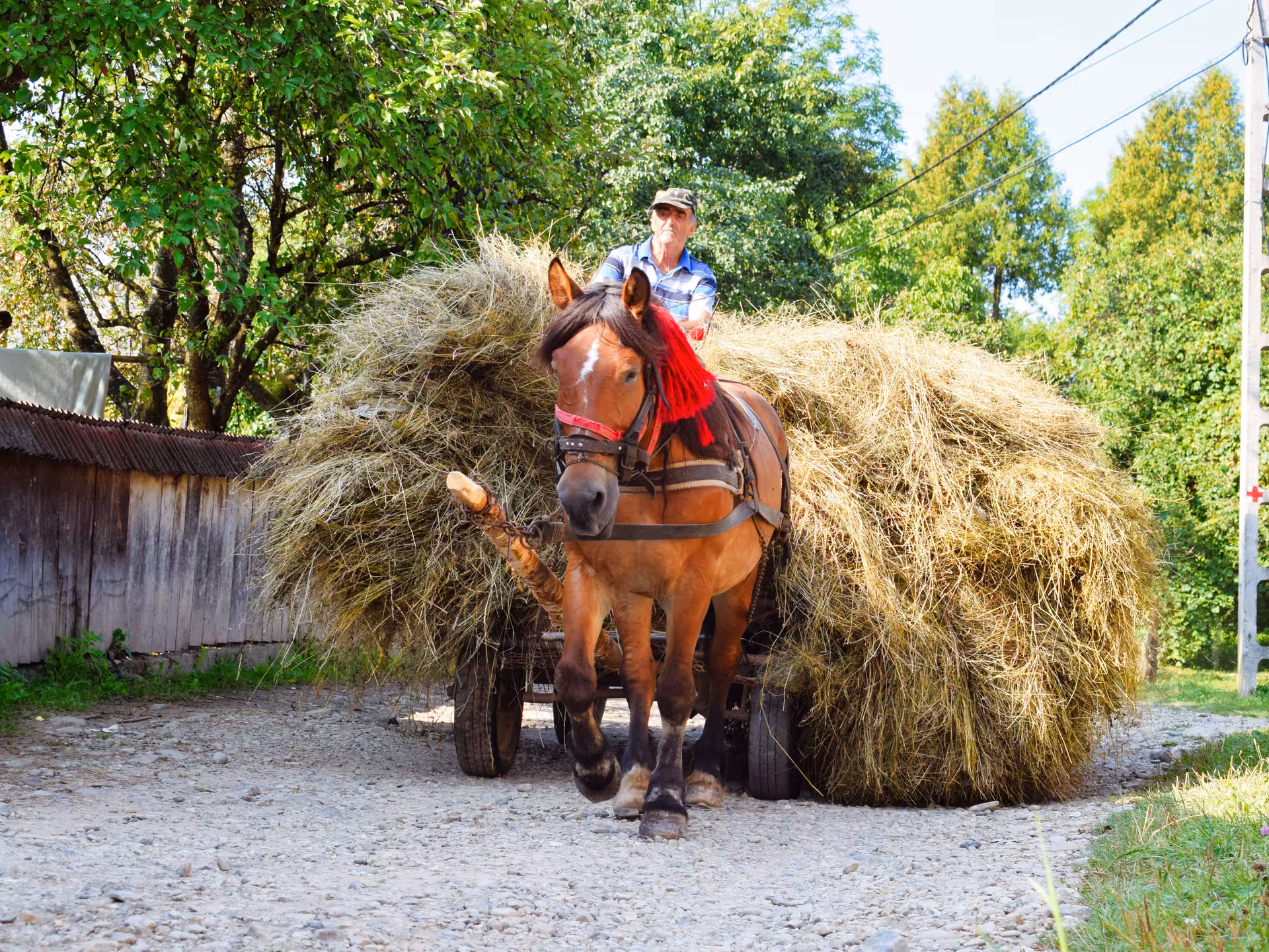 Elderly farmer riding horse-drawn cart loaded with hay on rural road in Maramures, Romania