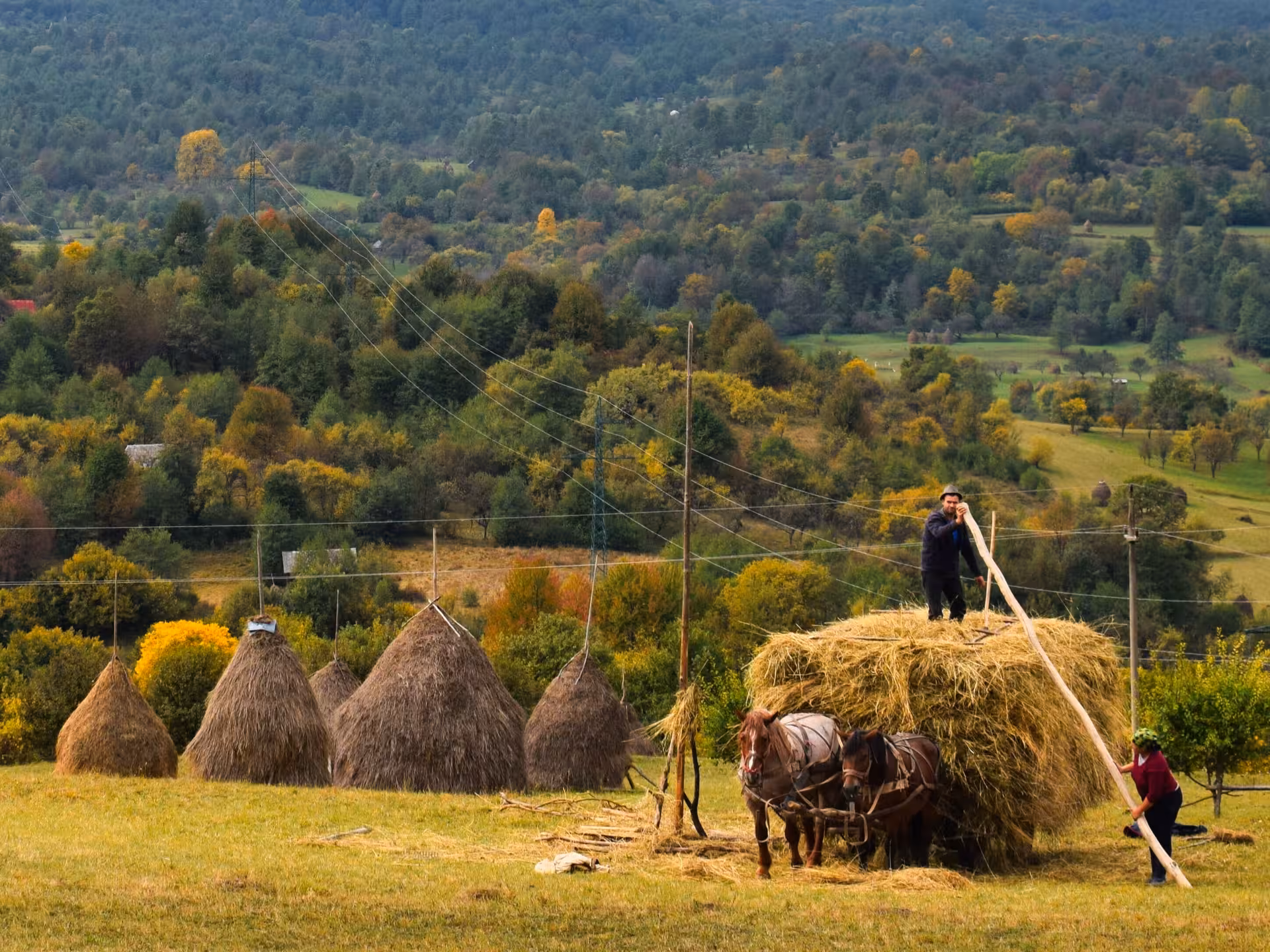 Rural Maramures landscape with farmers stacking hay using horses on a scenic 3-day guided tour from Cluj