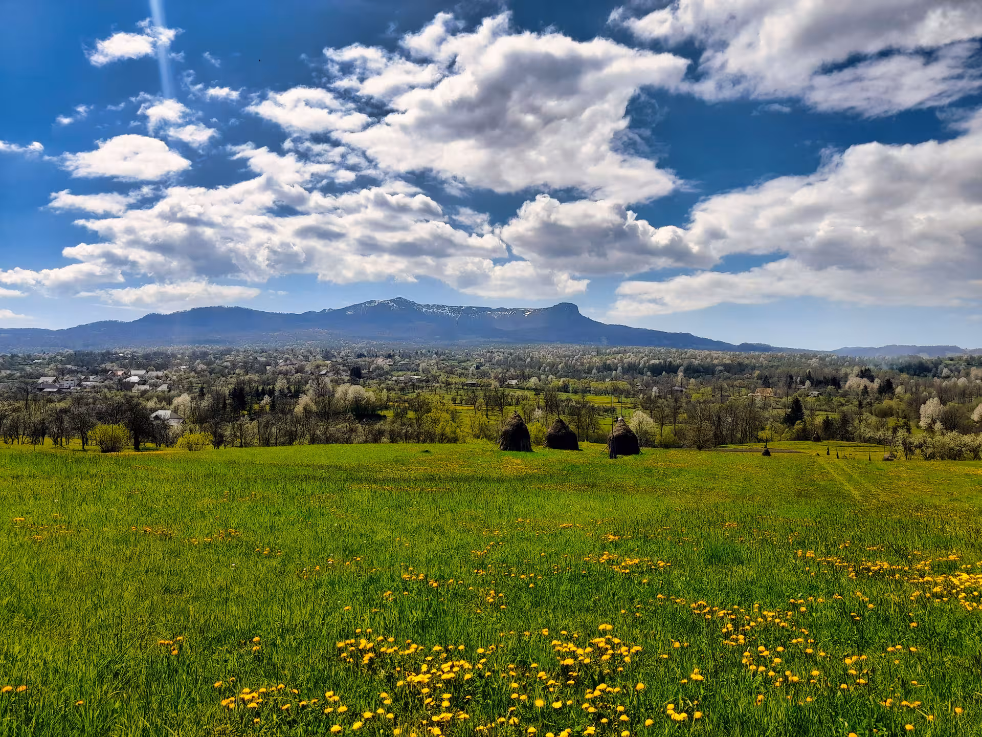 Green meadow with dandelions, haystacks, and snow-capped Carpathian mountains under blue sky in Maramures, Romania