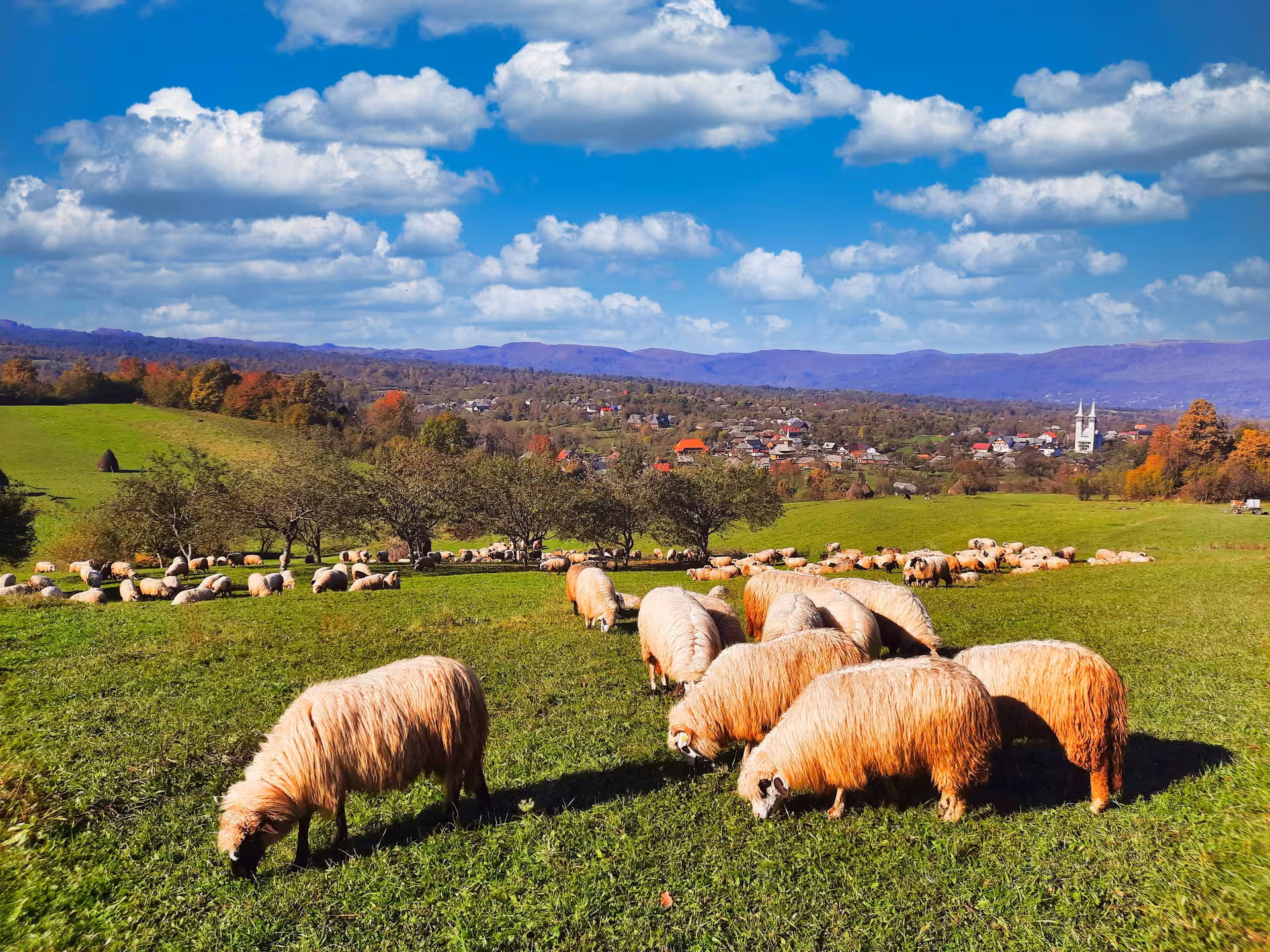 Flock of sheep grazing on green hills in Maramures village with mountains and church in background