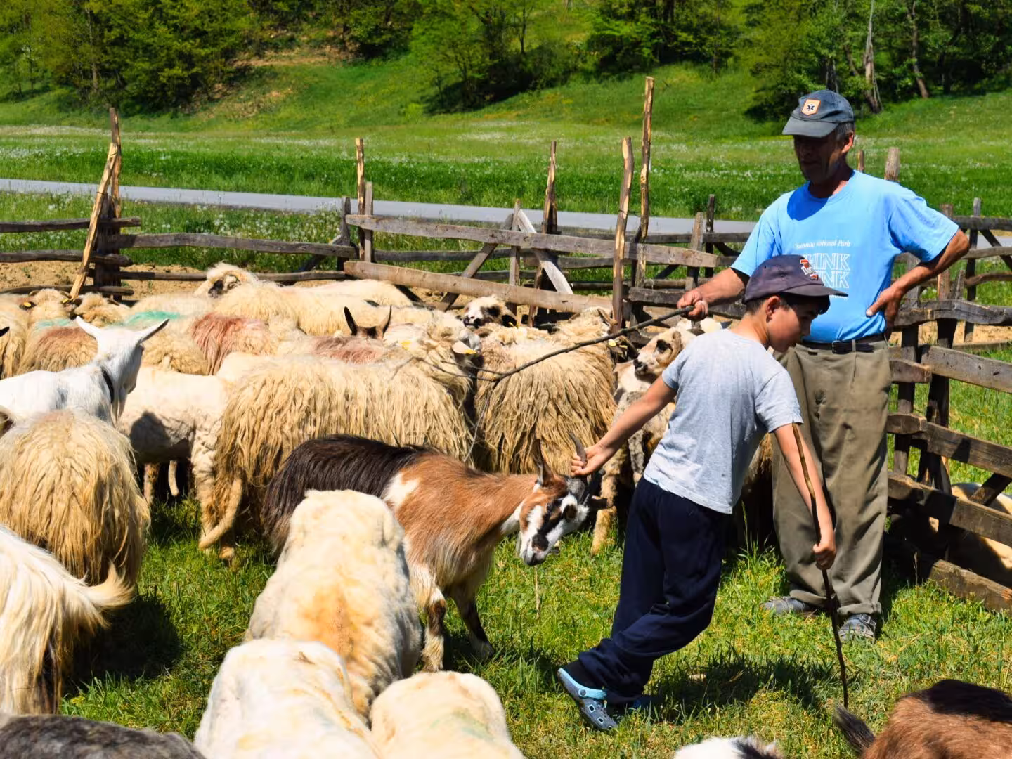 Local shepherd and child herding sheep in rural Maramures countryside during a 3-day cultural tour from Cluj