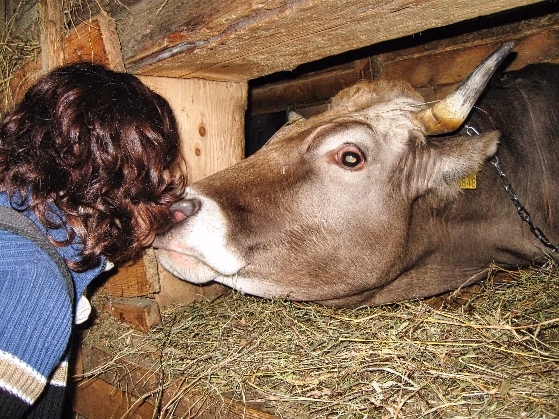 Visitor bonding with a horned cow resting on hay inside a traditional Maramures wooden barn