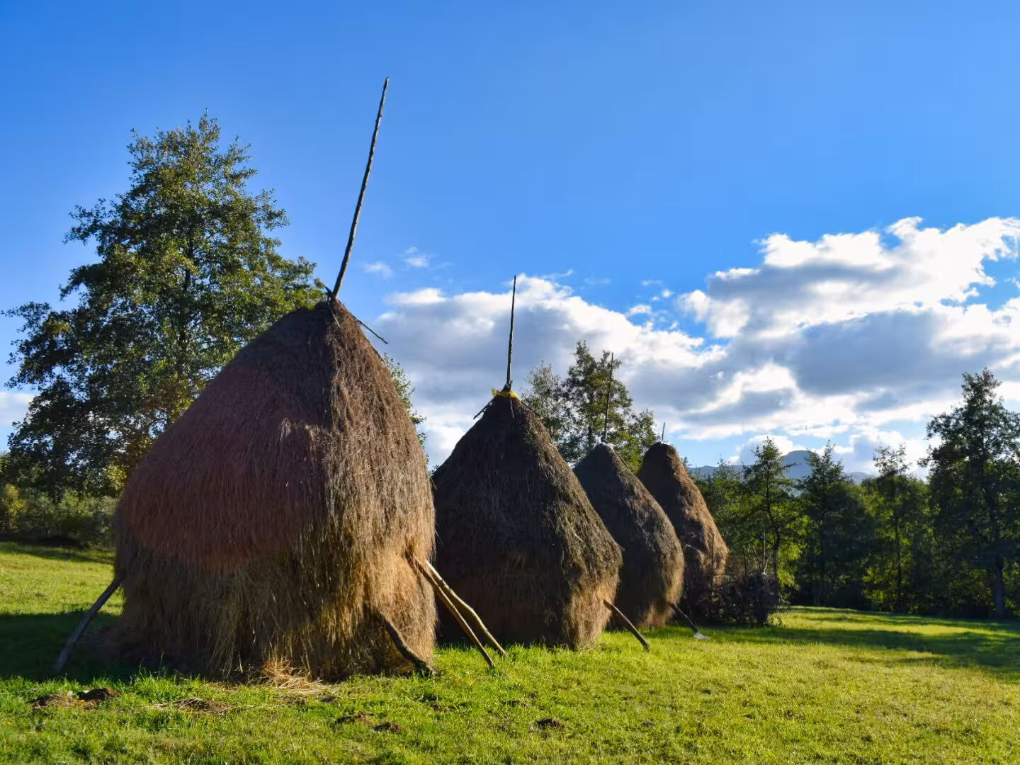 Traditional haystacks on green meadow with blue sky in Maramures, Romania