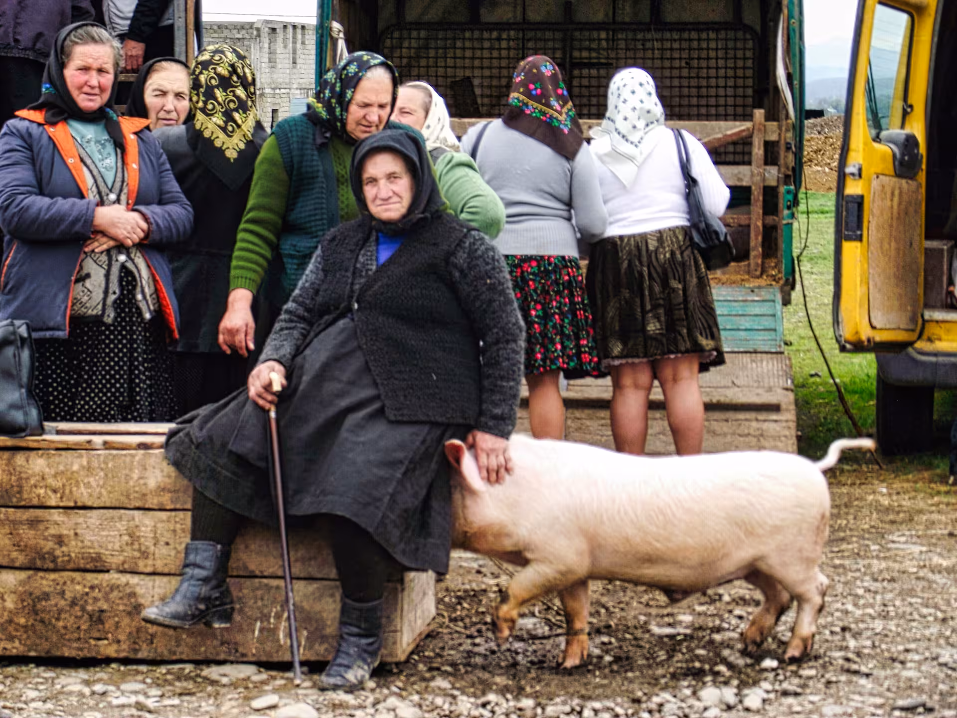 Traditional Maramures rural village market scene with local women in folk headscarves and a pig at a lively countryside fair