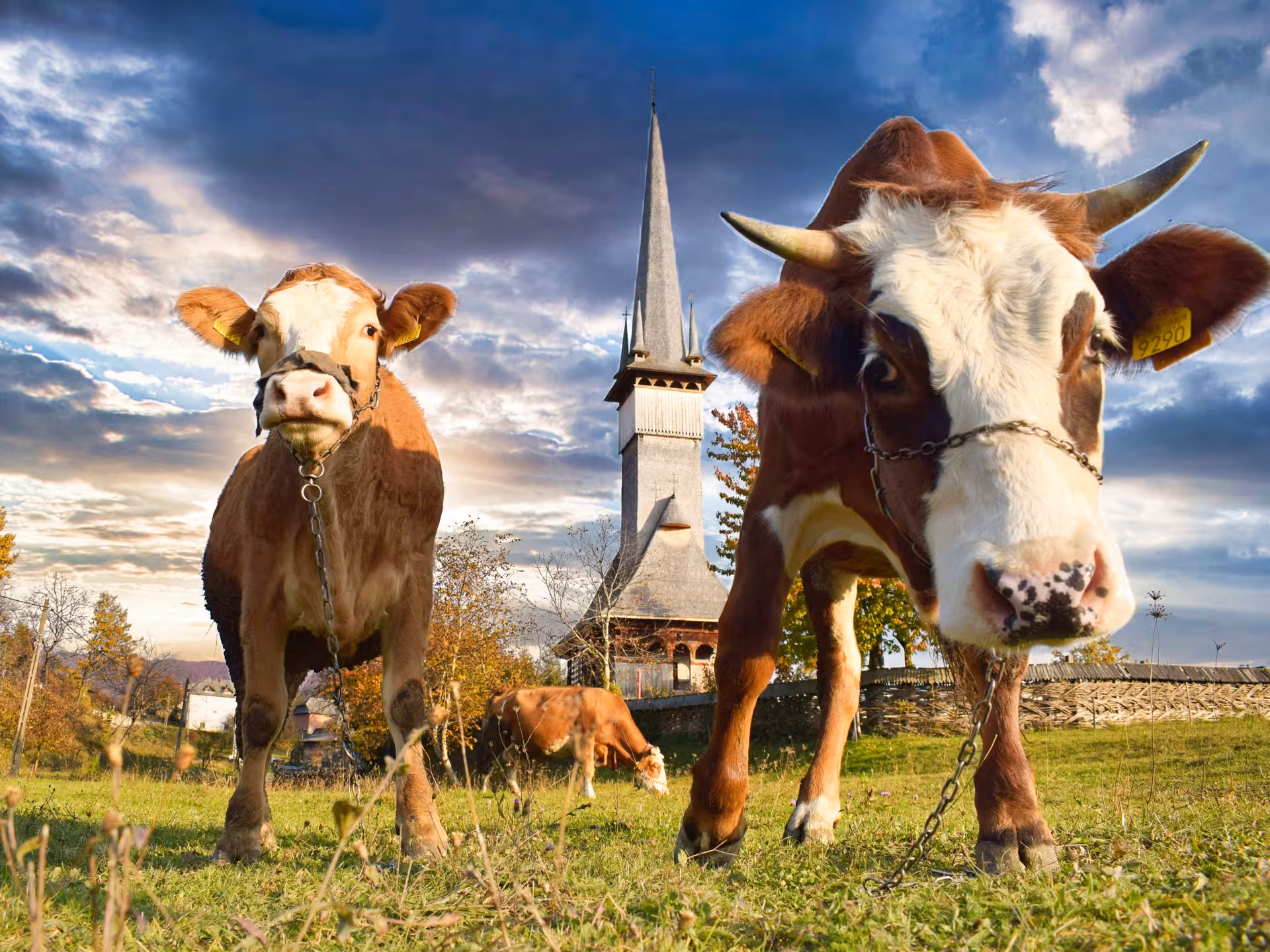 Cows grazing on a green meadow beside a historic wooden church in rural Maramures Romania