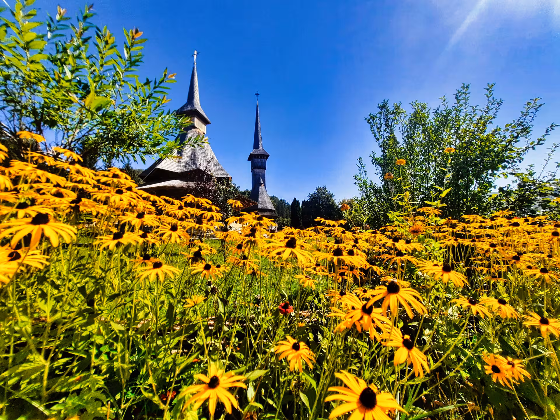 UNESCO wooden church spires rise above vibrant yellow wildflowers in Maramures Romania on a sunny guided tour day