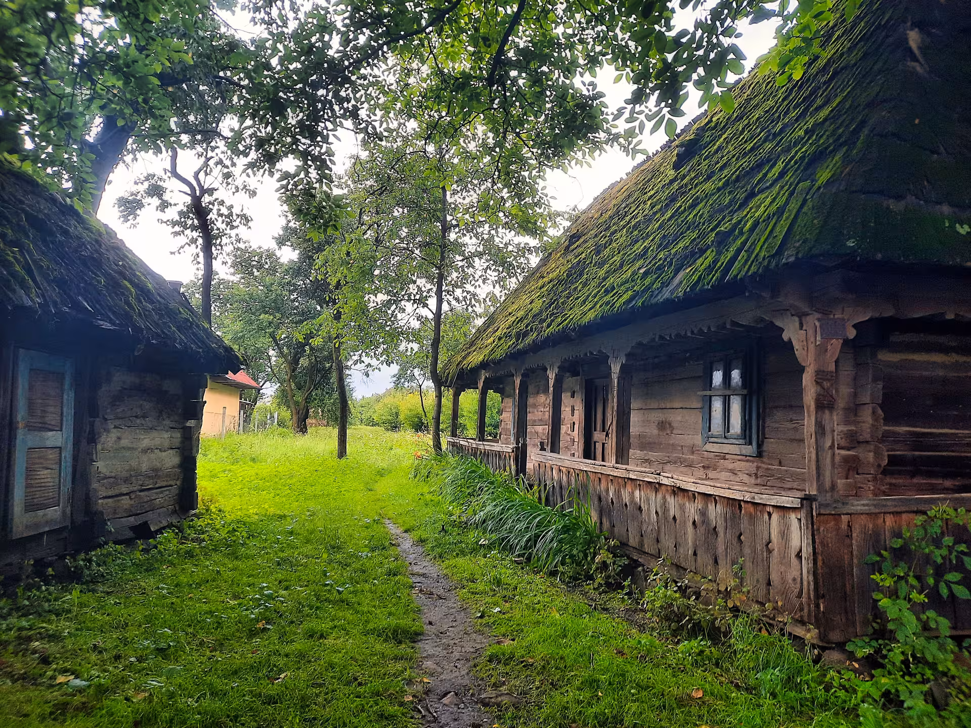 Traditional moss-roofed wooden farmhouses along a lush green path in a historic Maramures rural village Romania