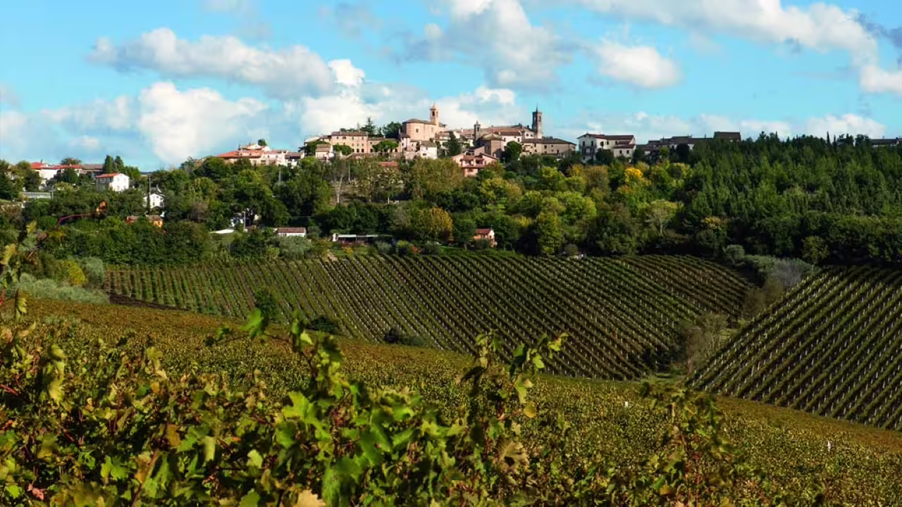 Scenic view of Marche vineyards and historic village, embodying the region's rich wine heritage.