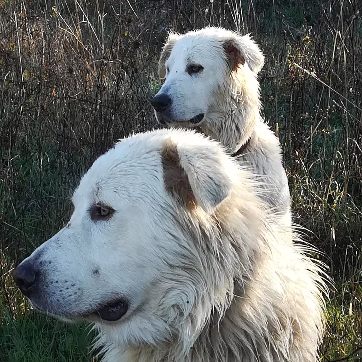 Maremma sheepdogs guarding the herd during San Leo Cashmere grazing with the shepherd experience