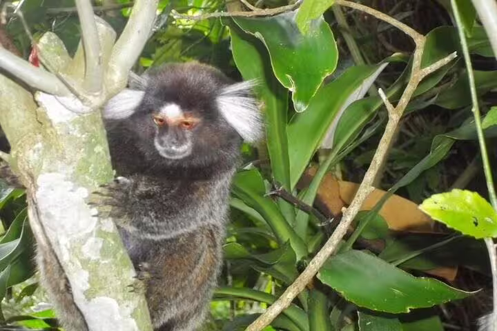 Marmoset monkey perched on a tree branch in Rio's lush Tijuca Rainforest during a half-day Jeep tour adventure.