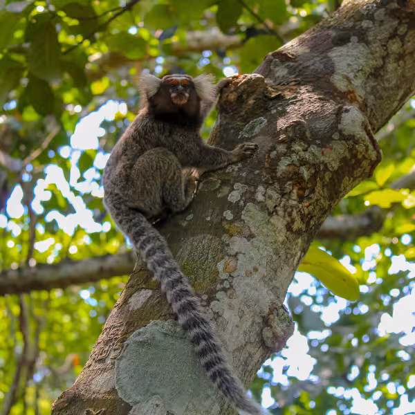 Curious marmoset perched on a tree in Tijuca Forest, a highlight of the Christ the Redeemer private tour.