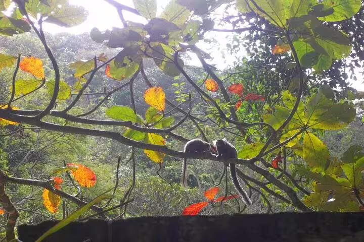 Two marmosets sitting on a vibrant tree branch in Tijuca Rainforest, captured during a scenic half-day Jeep tour.